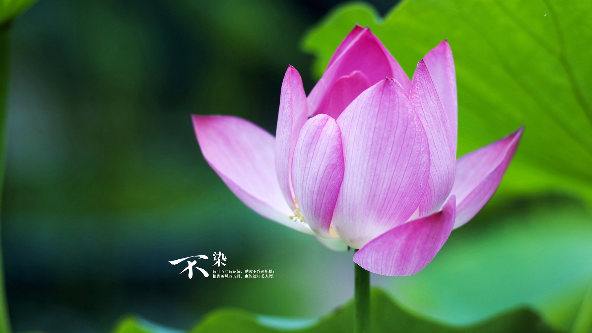 乡村传统舞狮比赛，文化的节奏与运动的激情