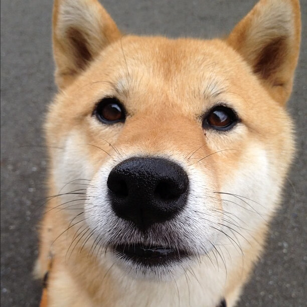 中国女篮全力冲刺赛季冠军,中国女篮全力冲刺赛季冠军是谁