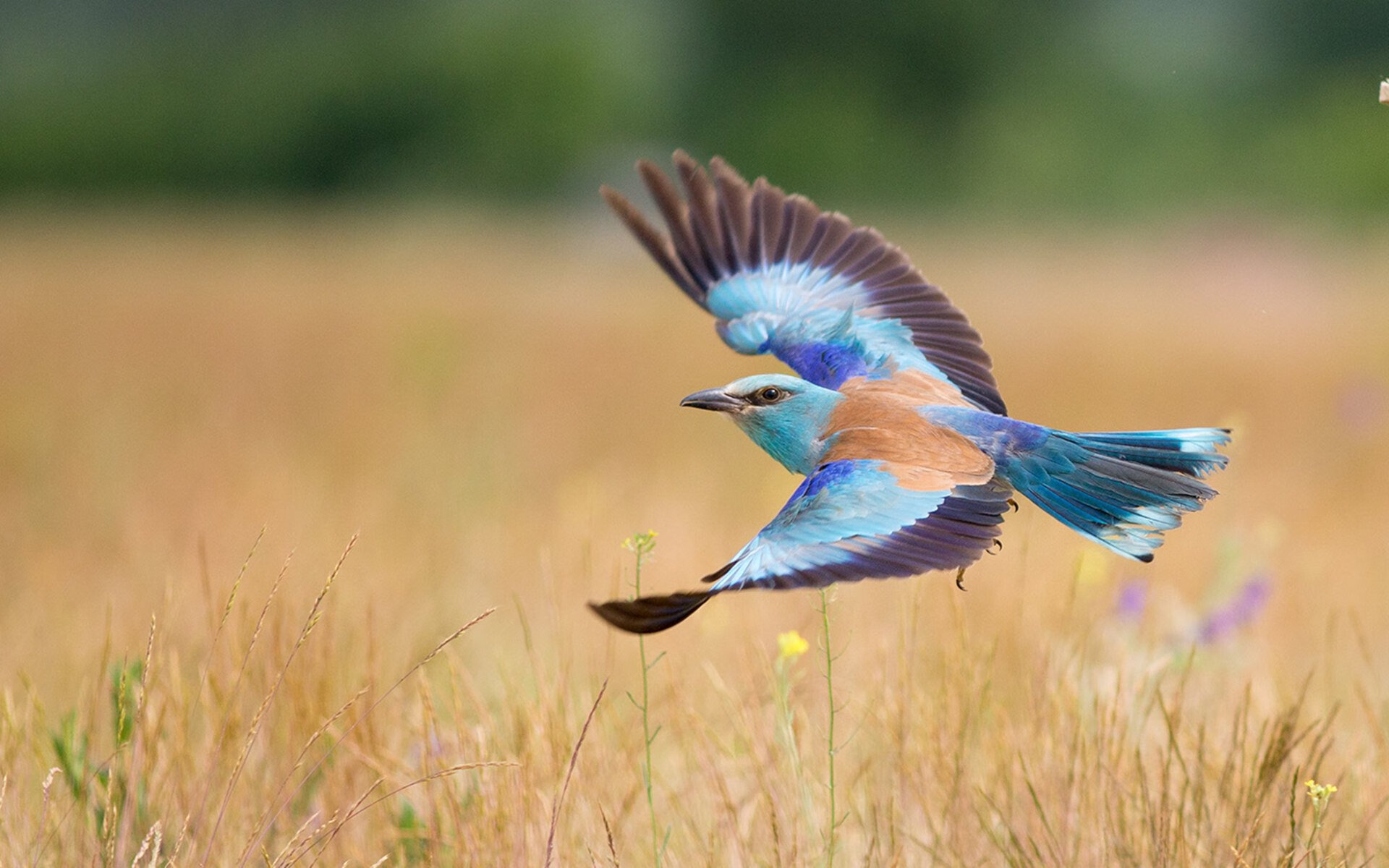 体育新闻中心发布体育创作者职业发展支持政策,体育行业创业的方向