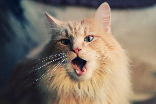 体育新闻中心开展体育短视频内容制作与运营培训,如何创新体育短视频