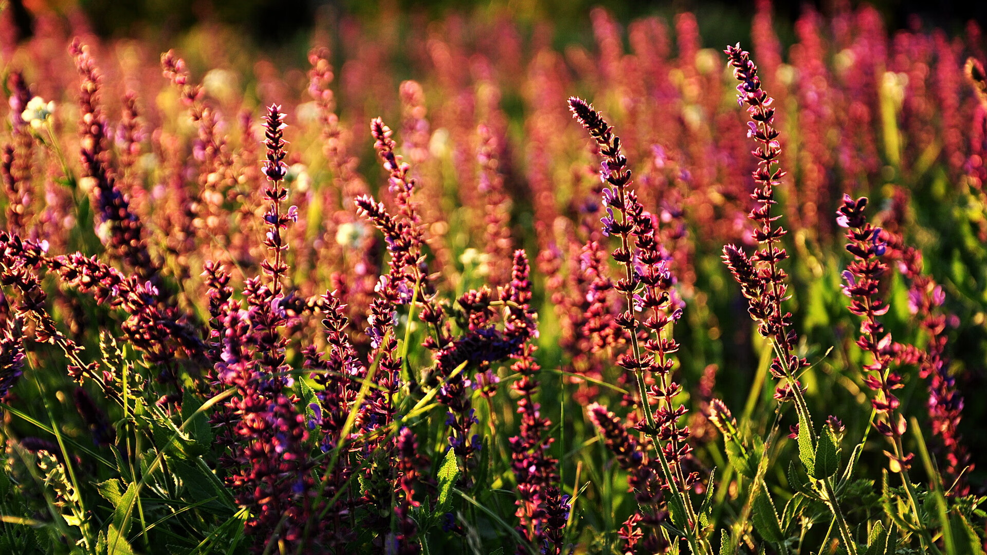 新的乒乓赛制让比赛更加短小精悍,新的乒乓赛制让比赛更加短小精悍对吗
