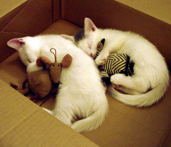 南非女泳将再掀蛙泳风暴,南非女子蛙泳冠军