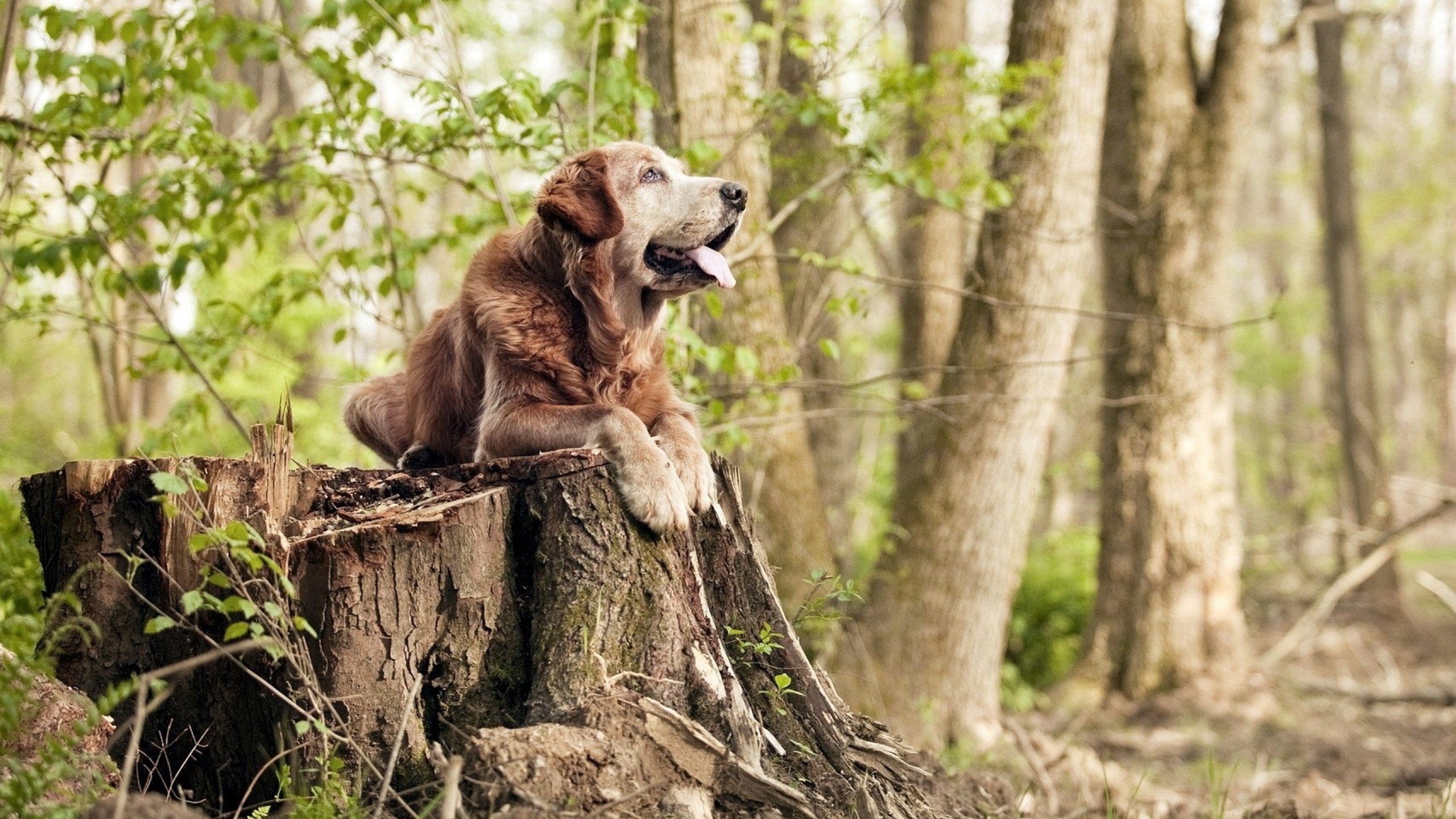 乐鱼（LEYU）体育-拜仁慕尼黑稳居德甲榜首，争取多线夺冠