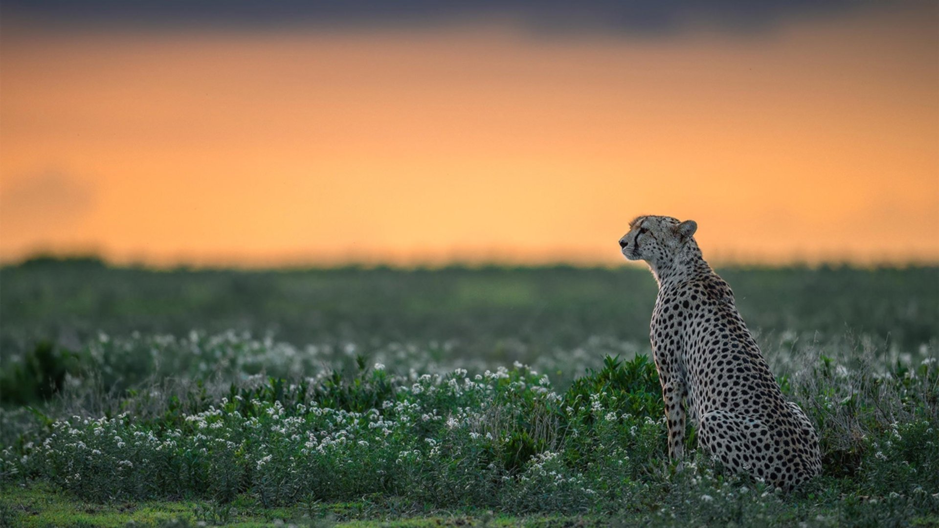 李娜回归表演赛状态依旧在线,李娜从回歌坛
