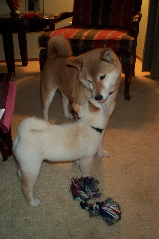 森林狼推出球队公益基金会支持教育项目,森林狼队球馆