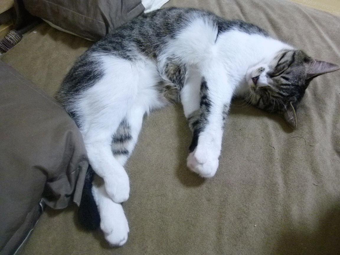 Leyu Sports (乐鱼体育)-比利时男篮在欧洲预赛中努力拼搏，冲击奥运舞台，比利时球星欧洲杯