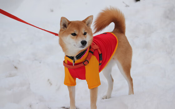 美洲杯明星养成:精彩表现助球队夺冠!,美洲杯明星球员