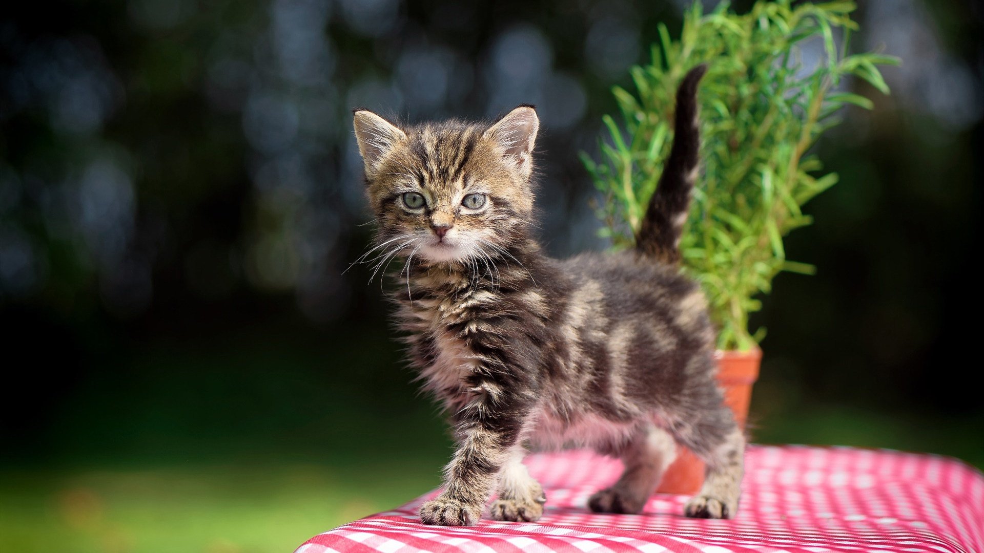 美洲杯激情巡演:明星表演令人热血沸腾,美洲杯经典比赛