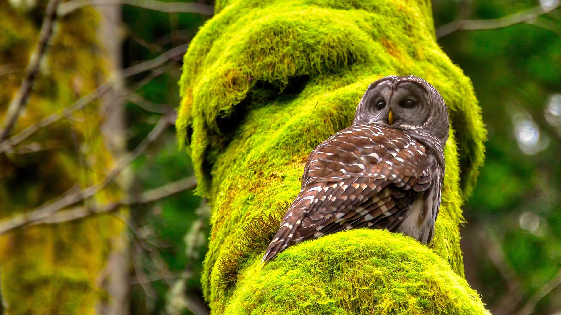 苏格兰橄榄球的新战术体系开始逐步成型,苏格兰受训