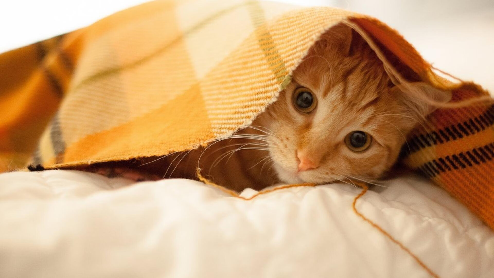 下载乐鱼体育APP-蝶泳节奏流畅韩国稳步晋级，韩国蝶泳教学