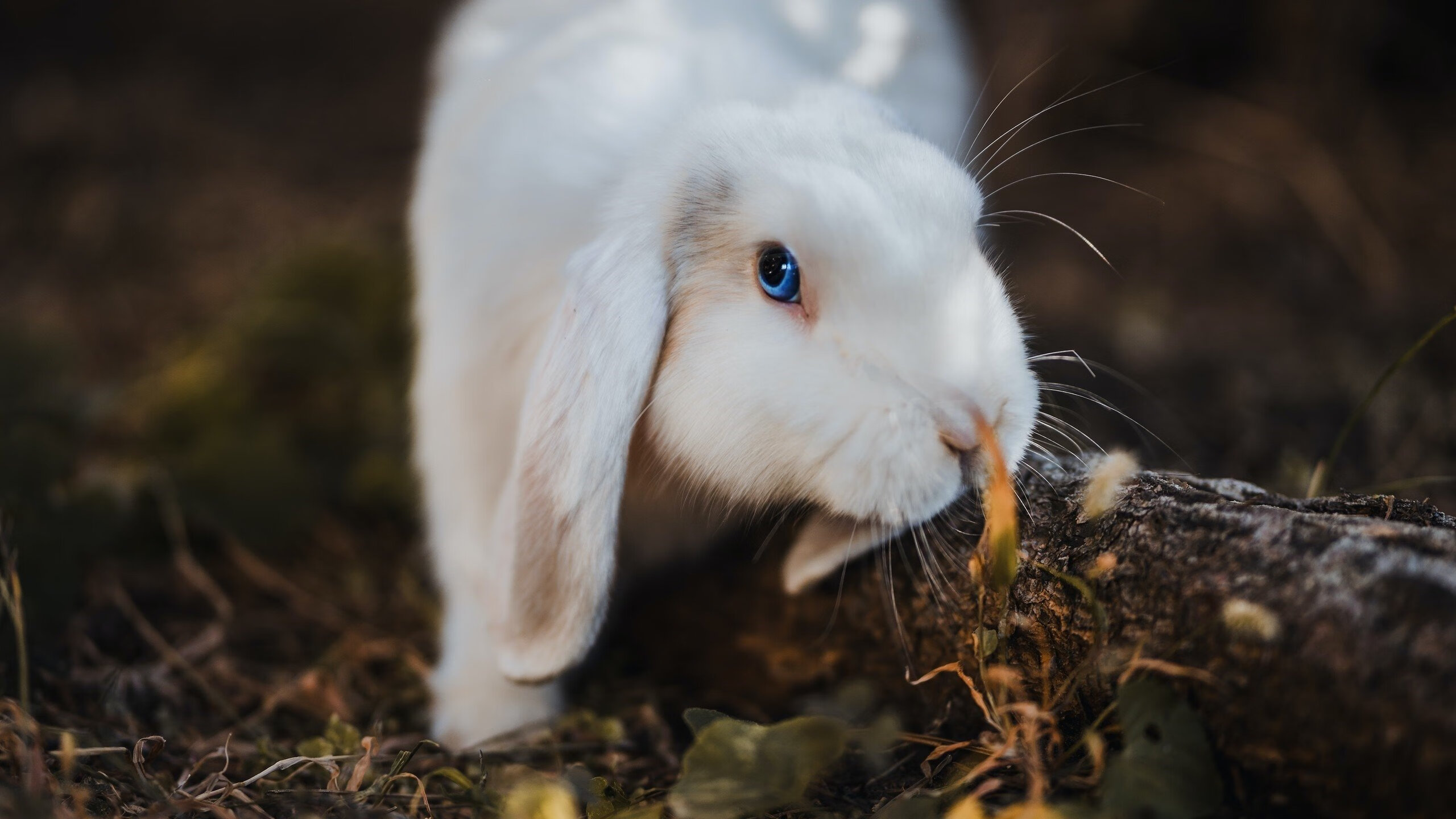 转身动作规范性增强,推进更有效,转身技术动作可分为
