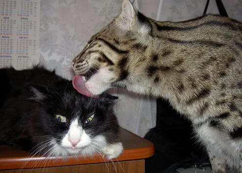 青少年篮球暑期特训班强调技巧与身体素质双向突破,青少年篮球培训课程安排