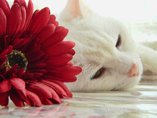 Leyu Sport下载-面对强敌 李冰洁从容应战展风采，李冰洁vlog