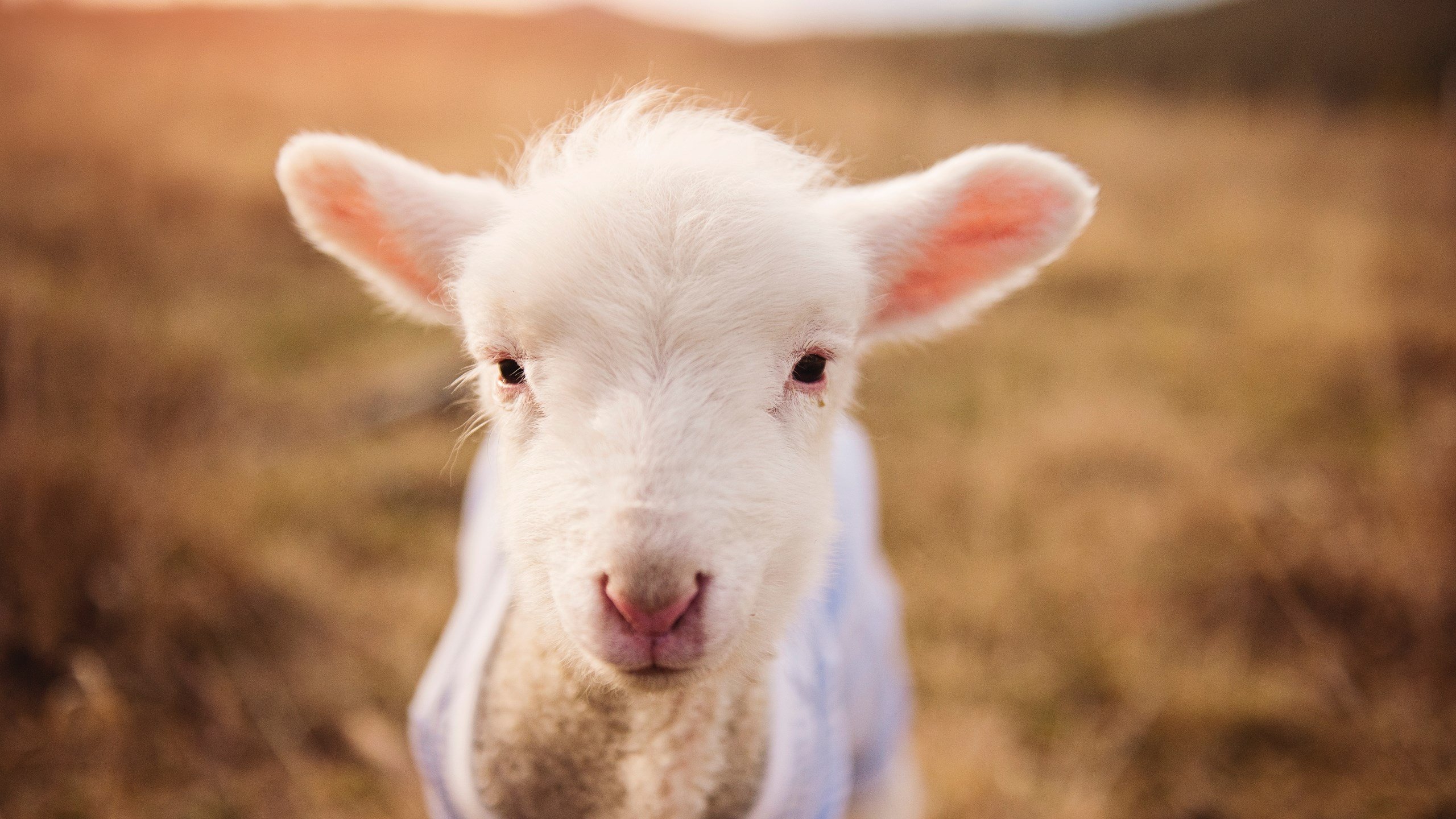 马刺社交平台发布球员搞笑视频拉近粉丝距离,马刺spurs